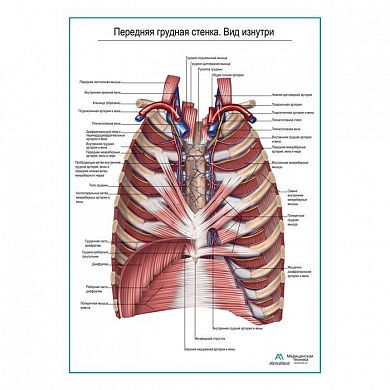 Передняя грудная стенка. Вид изнутри плакат глянцевый А1+/А2+