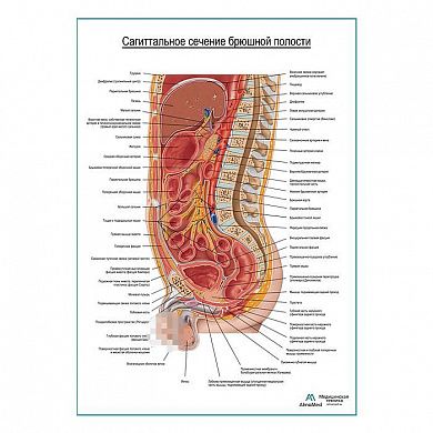 Сагиттальное сечение брюшной полости плакат глянцевый А1+/А2+