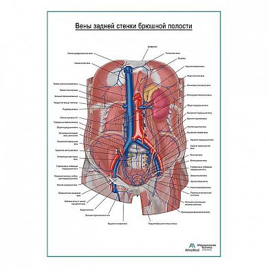Вены задней стенки брюшной полости плакат глянцевый А1+/А2+