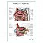 Носовая перегородка, плакат глянцевый А1/А2