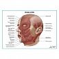 Мышцы головы, плакат глянцевый А1+/А2+