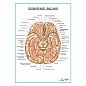 Головной мозг, вид снизу плакат глянцевый А1+/А2+