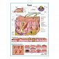 Кожа и типы нарушений, плакат глянцевый  А1/А2