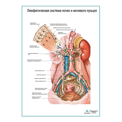 Лимфатическая система почек и мочевого пузыря плакат глянцевый А1/А2