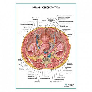 Внутренние органы женского таза плакат глянцевый А1+/А2+