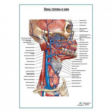 Вены головы и шеи плакат глянцевый А1+/А2+