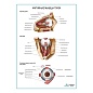 Наружные мышцы глаза плакат глянцевый А1/А2