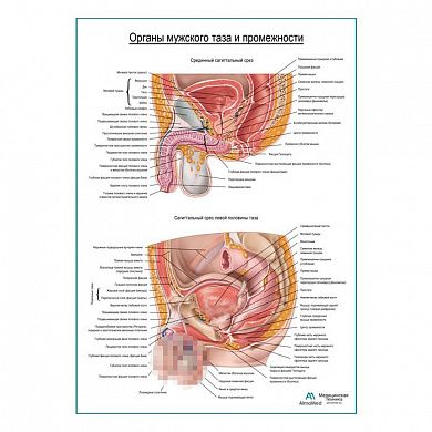 Органы мужского таза и промежности плакат глянцевый А1+/А2+