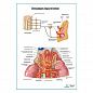 Схема вегетативной иннервации надпочечников плакат глянцевый А1+/А2+