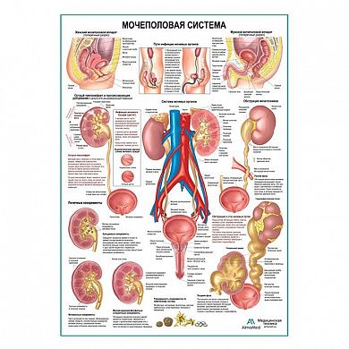 Мочеполовая система, плакат глянцевый А1+/А2+