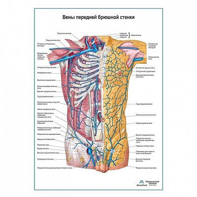 Вены передней брюшной стенки плакат глянцевый А1+/А2+