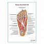 Мышцы подошвенной поверхности стопы (второй слой) плакат глянцевый А1+/А2+