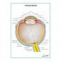 Глазное яблоко плакат глянцевый А1/А2