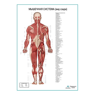 Мышечная система человека, вид сзади. Плакат глянцевый А1/А2