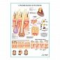 Строение волоса и патологии, плакат глянцевый  А1/А2