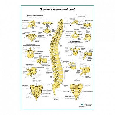 Позвонки и позвоночный столб, плакат глянцевый А1/А2