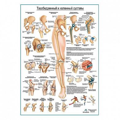 Тазобедренный и коленный суставы, плакат глянцевый А1+/А2+