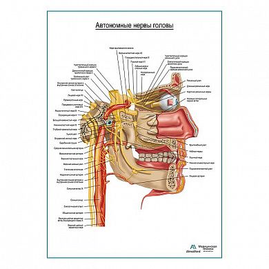 Автономные нервы головы плакат глянцевый А1+/А2+