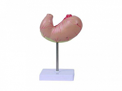 Анатомическая модель желудка, 2 части