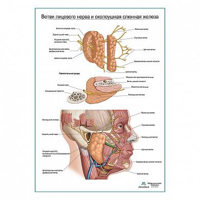 Ветви лицевого нерва и околоушная железа плакат глянцевый А1+/А2+