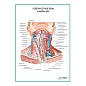 Поверхностные вены и нервы шеи плакат глянцевый А1/А2