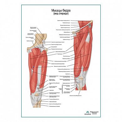 Мышцы бедра вид спереди плакат глянцевый А1+/А2+
