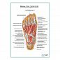 Мышцы подошвенной поверхности стопы (третий слой) плакат глянцевый А1+/А2+