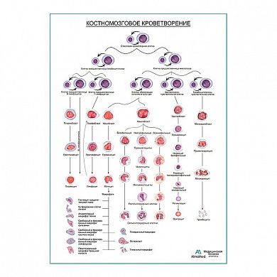 Костномозговое кроветворение, плакат глянцевый А1/А2