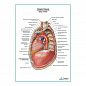 Средостение. Левый боковой вид плакат глянцевый А1+/А2+