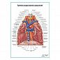 Крупные сосуды средостения плакат глянцевый А1+/А2+
