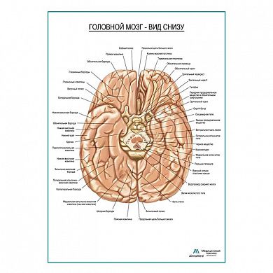 Головной мозг, вид снизу плакат глянцевый А1+/А2+