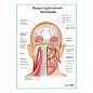 Мышцы подзатылочного треугольника плакат глянцевый А1/А2