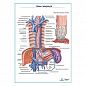 Вены пищевода плакат глянцевый  А1+/А2+
