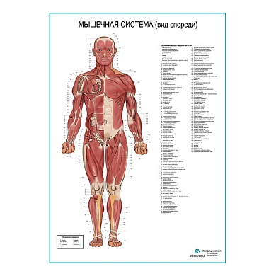Мышечная система человека, вид спереди. Плакат глянцевый А1/А2