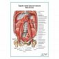 Задняя брюшная стенка. Вид изнутри плакат глянцевый А1+/А2+