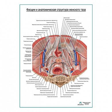 Фасции и анатомическая структура женского таза плакат глянцевый А1+/А2+