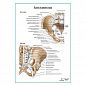 Кости и связки таза плакат глянцевый А1+/А2+