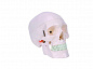Анатомическая модель черепа человека