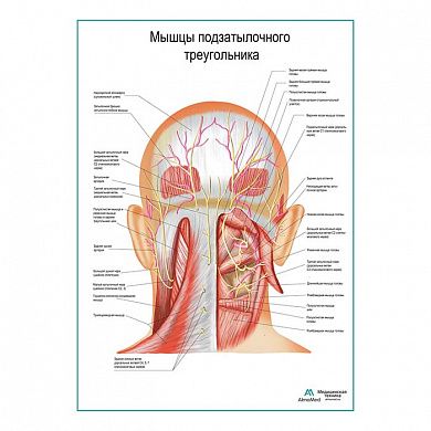 Мышцы подзатылочного треугольника плакат глянцевый А1/А2