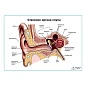 Строение органа слуха, ухо плакат глянцевый А1/А2