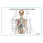 Система костей и их соединения (без нижних конечностей), плакат глянцевый А1/А2