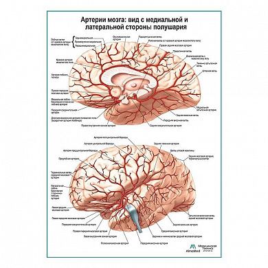 Артерии мозга: медиальный и  латеральный вид плакат глянцевый А1+/А2+