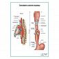 Топография и сужения пищевода плакат глянцевый  А1+/А2+
