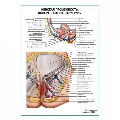 Женская промежность: поверхностные структуры плакат глянцевый А1+/А2+