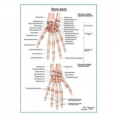 Кости кисти плакат глянцевый А1+/А2+