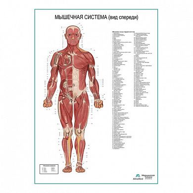 Мышечная система человека, вид спереди. Плакат глянцевый А1/А2