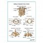 Шейные позвонки плакат глянцевый А1+/А2+
