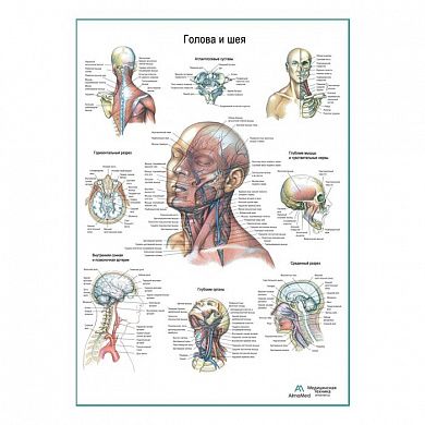 Голова и шея, плакат глянцевый А1+/А2+