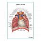 Сердце и перикард плакат глянцевый А1+/А2+