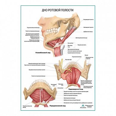 Дно ротовой полости плакат глянцевый А1/А2